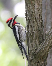 Yellow-Bellied Sapsuker from Wikipedia Commons