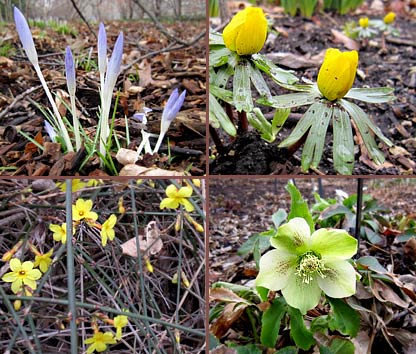 From top clockwise: Tommie crocues, Winter aconites, Winter jasmine, Helebore 