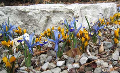 crosues and iris reticulata mix