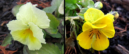 Sky pansies successfully overwinter