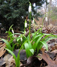 Galanthus ikariae