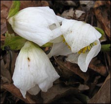 Chistmas Rose Hellebore