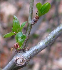First green on a flowering quince