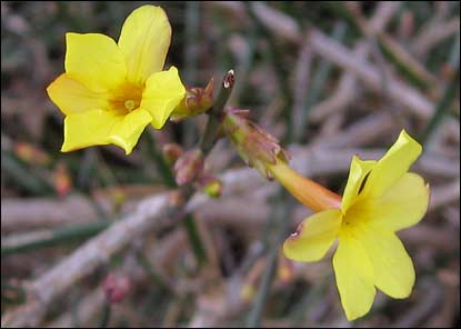 Winter Jasmine