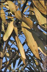 Oleander leaves at the end of winter