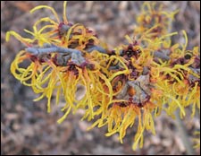 Witch hazel 'Bernstein'