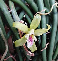 Vanilla Orchid (Vanilla aphylla)