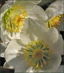 Hellebore: Christmas Rose
