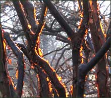 Paperbark Maples in early morning