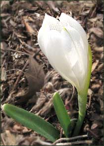 Sternbergia candida: Gravel Daffodil
