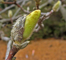 Magnolia bud
