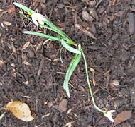 snowdrop "in the green"