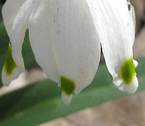 Spring snowflake petals