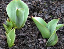 Tulips breaking ground