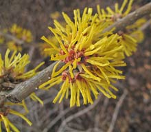 Witch hazel 'Breipetala'