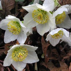 Hellebore 'Christmas Rose'