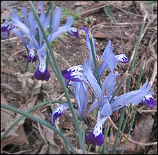 Iris bakeriana