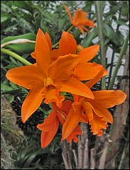 Potinara Orchid Love Passion 'Orange Bird'