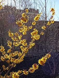 'Doerak' Witchhazel