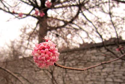 Dawn Viburnum