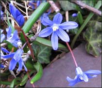 Chionodaxa sardensis "Glory of the Snow"