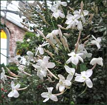 Pink Jasmine