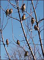 Flock of Cedar Waxwings