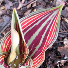 Gregii Tulip 'Fire of Love'