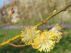 Pussy willow