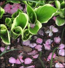 Hostas and crabapple petals