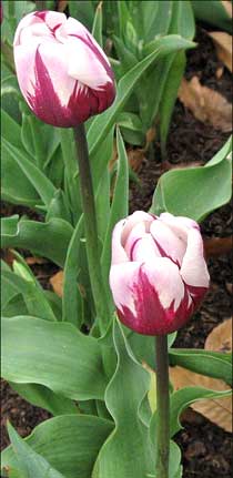 'Zurel' Tulip