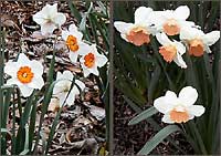 'Professor Einstein' and 'Romance' Daffodils