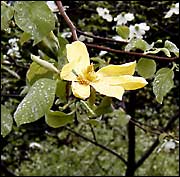 Cucumber Tree (Magnolia acuminata 'Miss Honeybee')