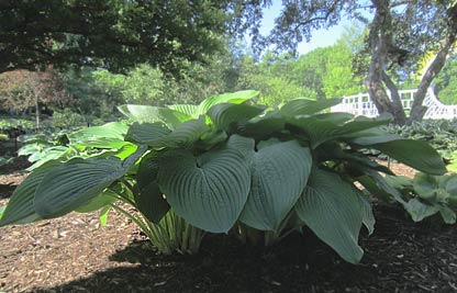 'Empress Wu' hosta