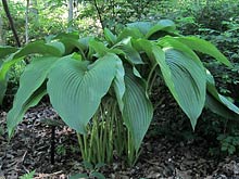 'Jade Cascade' hosta