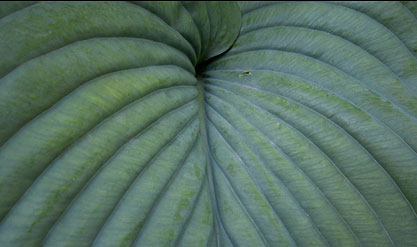 Large hosta leaf
