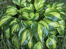'Rainbow's End' hosta