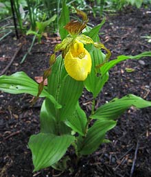 Yellow Lady's Slipper orchid