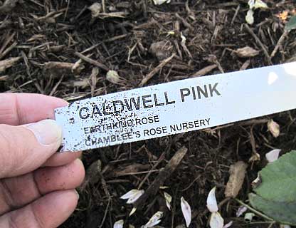 Rose label