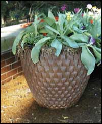 Terracotta pot
