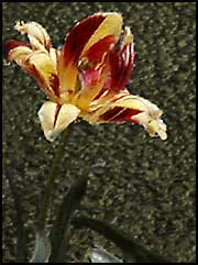 Monsella tulip