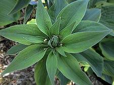 'Katie-Q' -- Top of scape