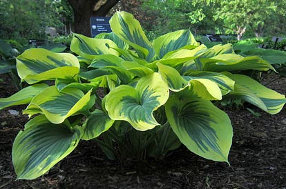 Hosta of the Year: 'Liberty'