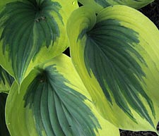 Hosta 'Liberty' leaves