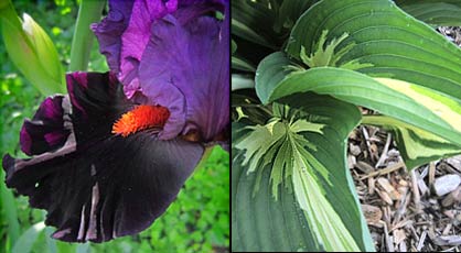 Shape Dressed Men -- an iris and a hosta