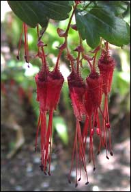 Fushia Flowering&nbsp;Gooseberry