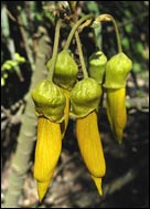 Kowhai