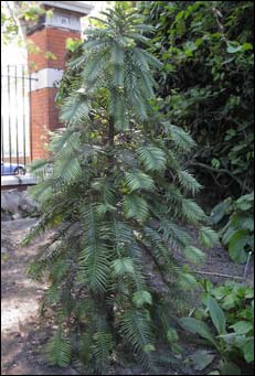 Wollemi Pine