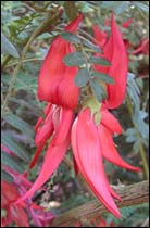 Clianthus Puniceus 