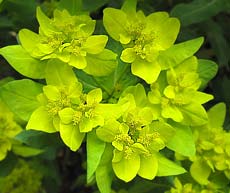 Euphobia polychorma (Cushion Spurge)